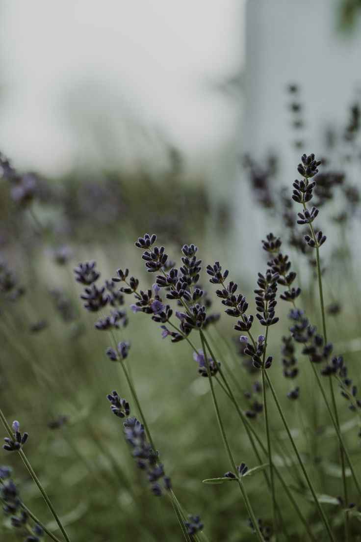 Black Amber & Lavender Luxury Candle – Refillable