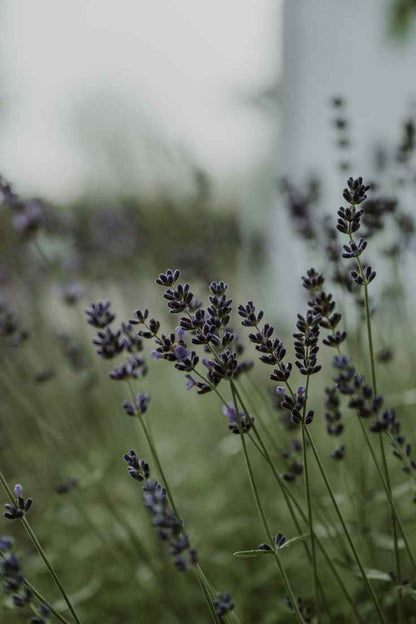 Black Amber & Lavender Luxury Candle – Refillable