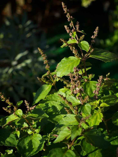 A close-up of a leafy green herb plant with purple-brown flower spikes, photographed outdoors in natural sunlight against a dark, blurred garden background.