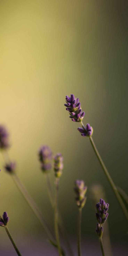 Black Amber & Lavender Luxury Candle – Refillable